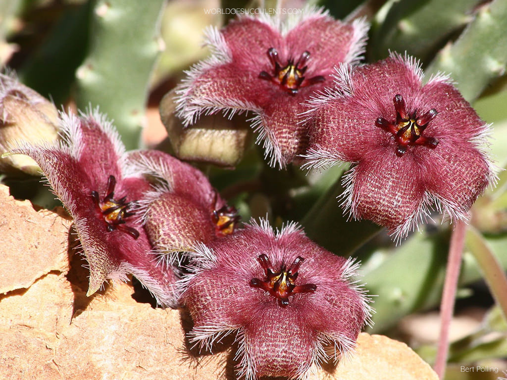 Stapelia paniculata - World of Succulents