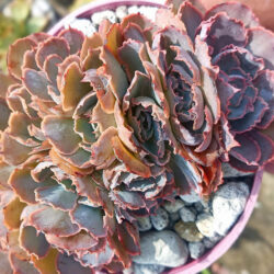 Echeveria shaviana 'Pink Frills Crested'