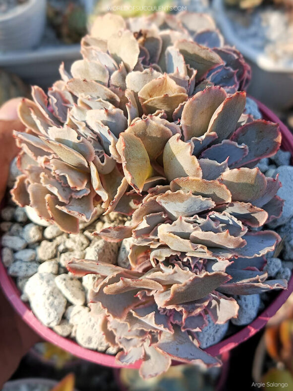 Echeveria shaviana 'Pink Frills Crested'