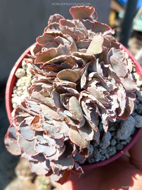 Echeveria shaviana 'Pink Frills Crested'