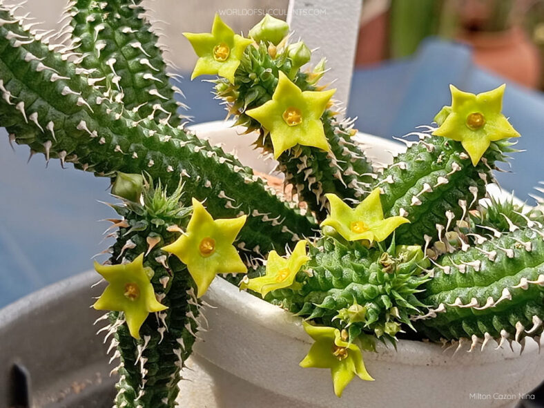 Echidnopsis chrysantha