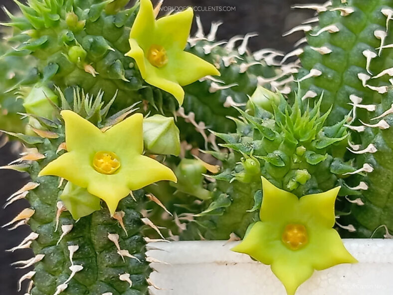 Echidnopsis chrysantha