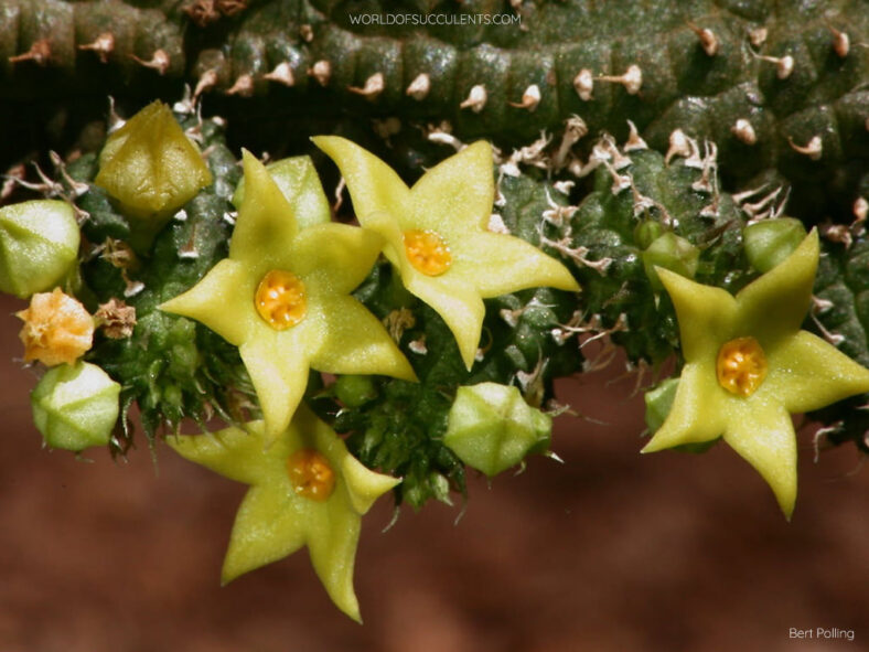 Echidnopsis chrysantha