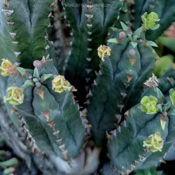 Euphorbia jansenvillensis