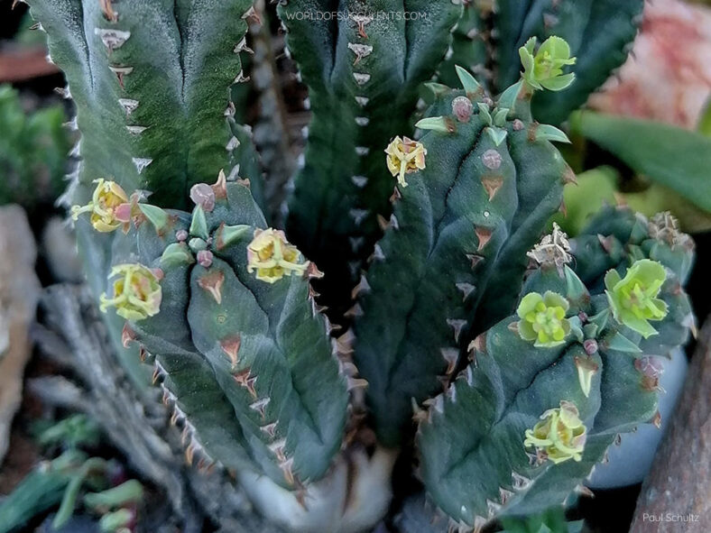 Euphorbia jansenvillensis