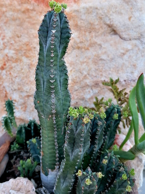 Euphorbia jansenvillensis