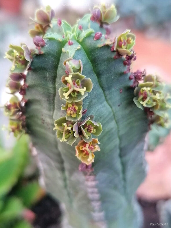 Euphorbia jansenvillensis