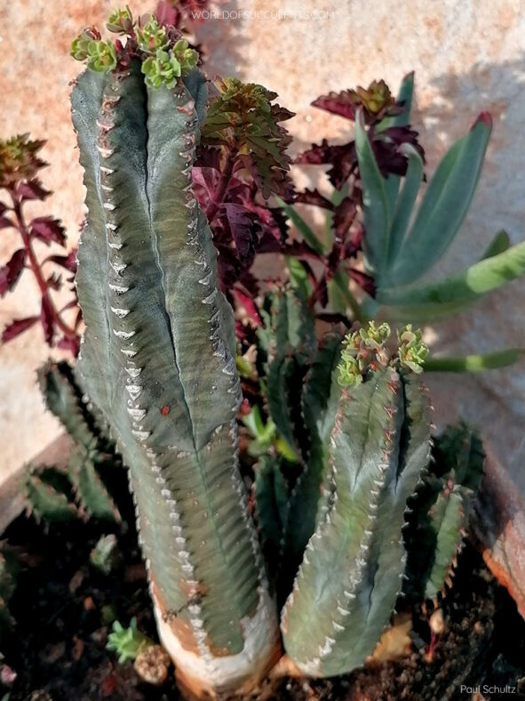 Euphorbia jansenvillensis