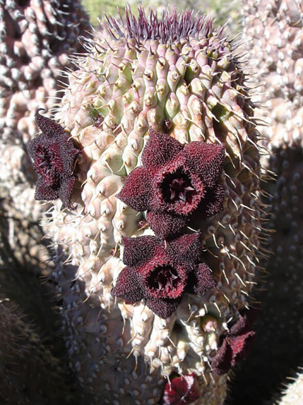 Hoodia pilifera subsp. annulata