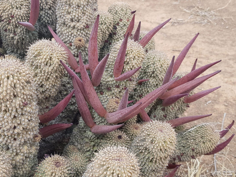 Hoodia pilifera subsp. annulata