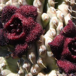 Hoodia pilifera subsp. annulata
