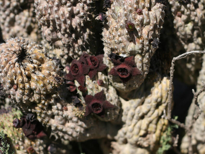 Hoodia pilifera subsp. annulata