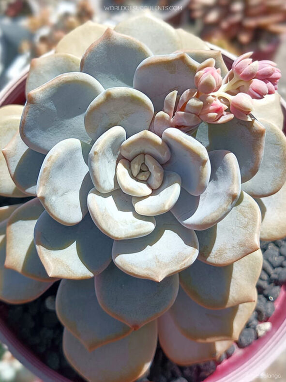 Graptoveria 'Tiramisu' aka Echeveria 'Tiramisu'