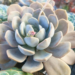 Graptoveria 'Tiramisu' aka Echeveria 'Tiramisu'