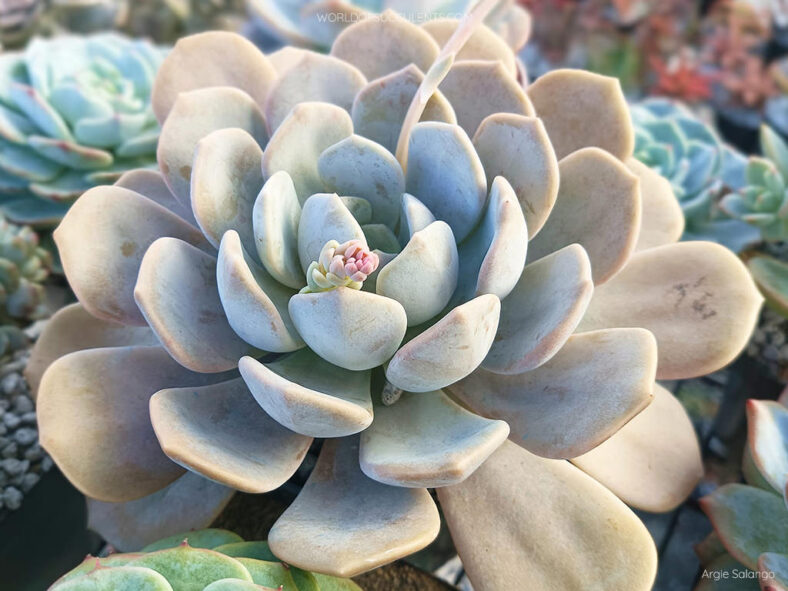 Graptoveria 'Tiramisu' aka Echeveria 'Tiramisu'