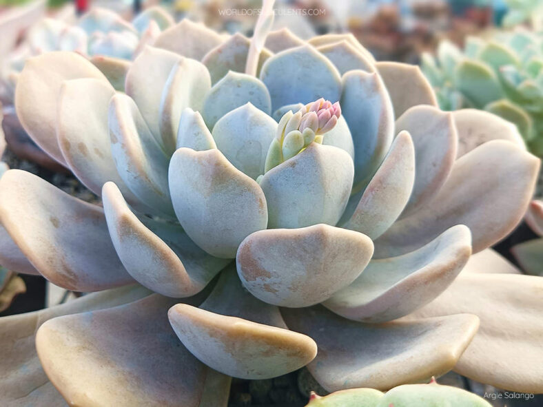 Graptoveria 'Tiramisu' aka Echeveria 'Tiramisu'