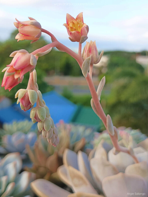 Graptoveria 'Tiramisu' aka Echeveria 'Tiramisu'
