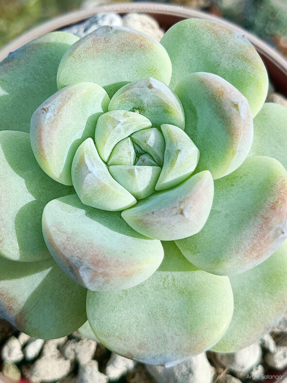 Echeveria 'Ice Green' aka Echeveria 'Green Ice' or Echeveria 'Icy Green'