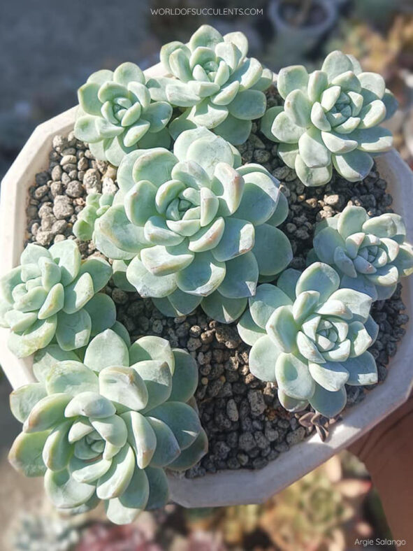 Echeveria 'Ice Green' aka Echeveria 'Green Ice' or Echeveria 'Icy Green'
