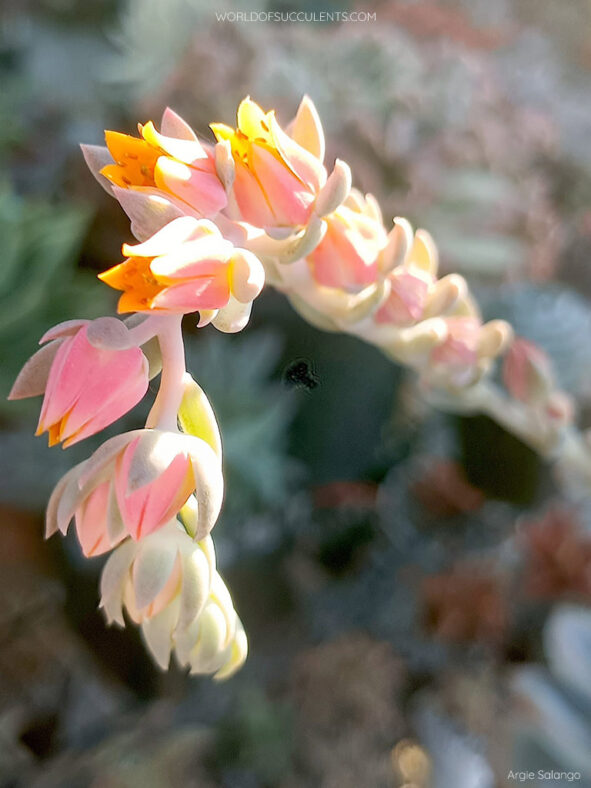 Echeveria 'Ice Green' aka Echeveria 'Green Ice' or Echeveria 'Icy Green'