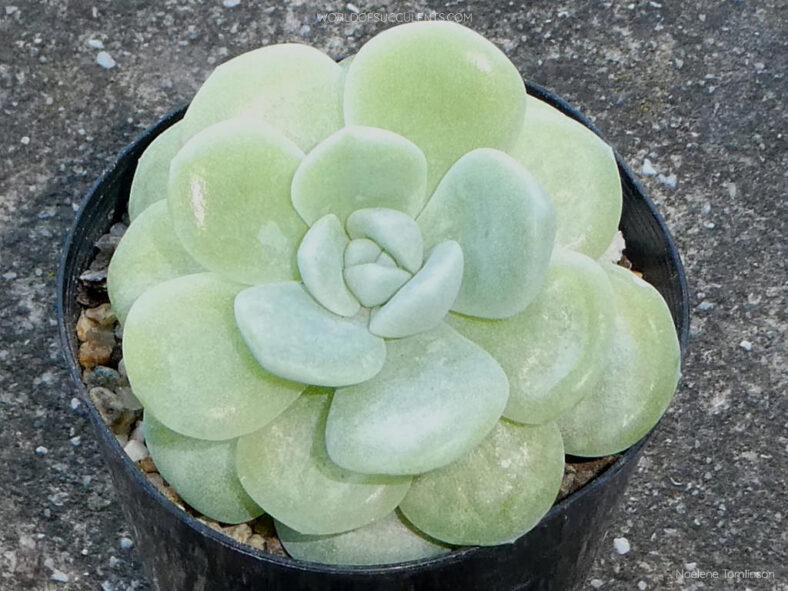 Echeveria 'Ice Green' aka Echeveria 'Green Ice' or Echeveria 'Icy Green'