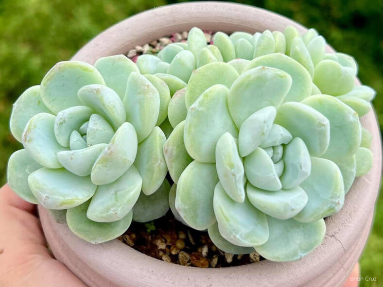 Echeveria 'Ice Green' aka Echeveria 'Green Ice' or Echeveria 'Icy Green'