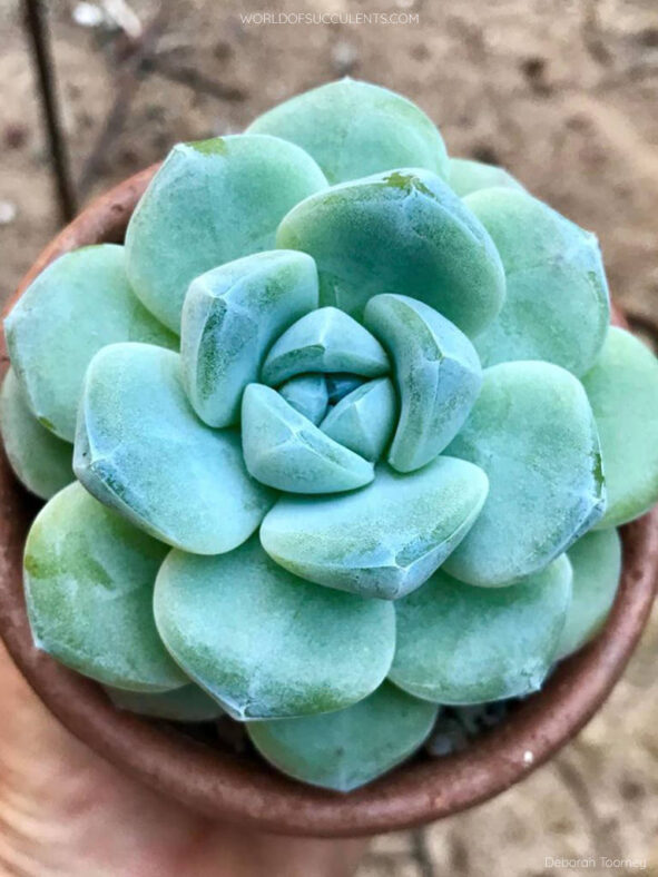 Echeveria 'Ice Green' aka Echeveria 'Green Ice' or Echeveria 'Icy Green'