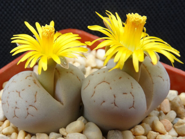 Lithops ruschiorum var. lineata