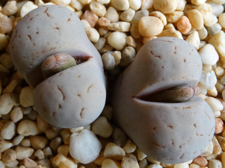 Lithops ruschiorum var. lineata