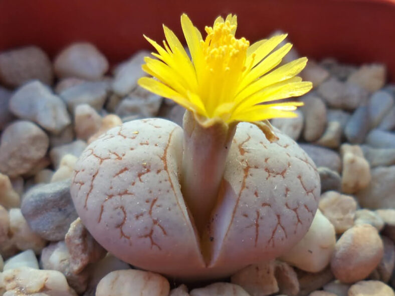 Lithops ruschiorum var. lineata