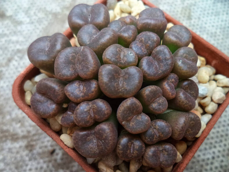 Conophytum lithopsoides subsp. koubergense