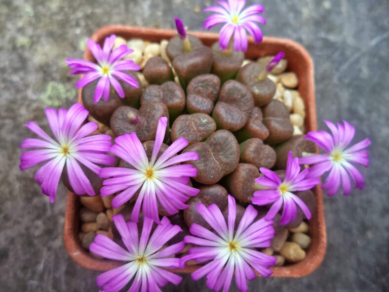Conophytum lithopsoides subsp. koubergense