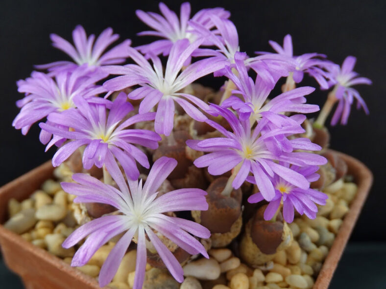 Conophytum lithopsoides subsp. koubergense