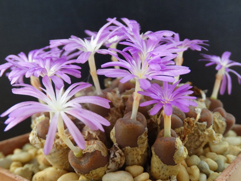 Conophytum lithopsoides subsp. koubergense