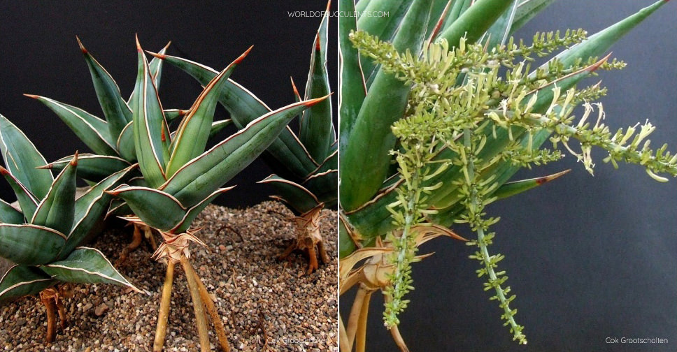 Dracaena pinguicula (Walking Sansevieria) - World of Succulents