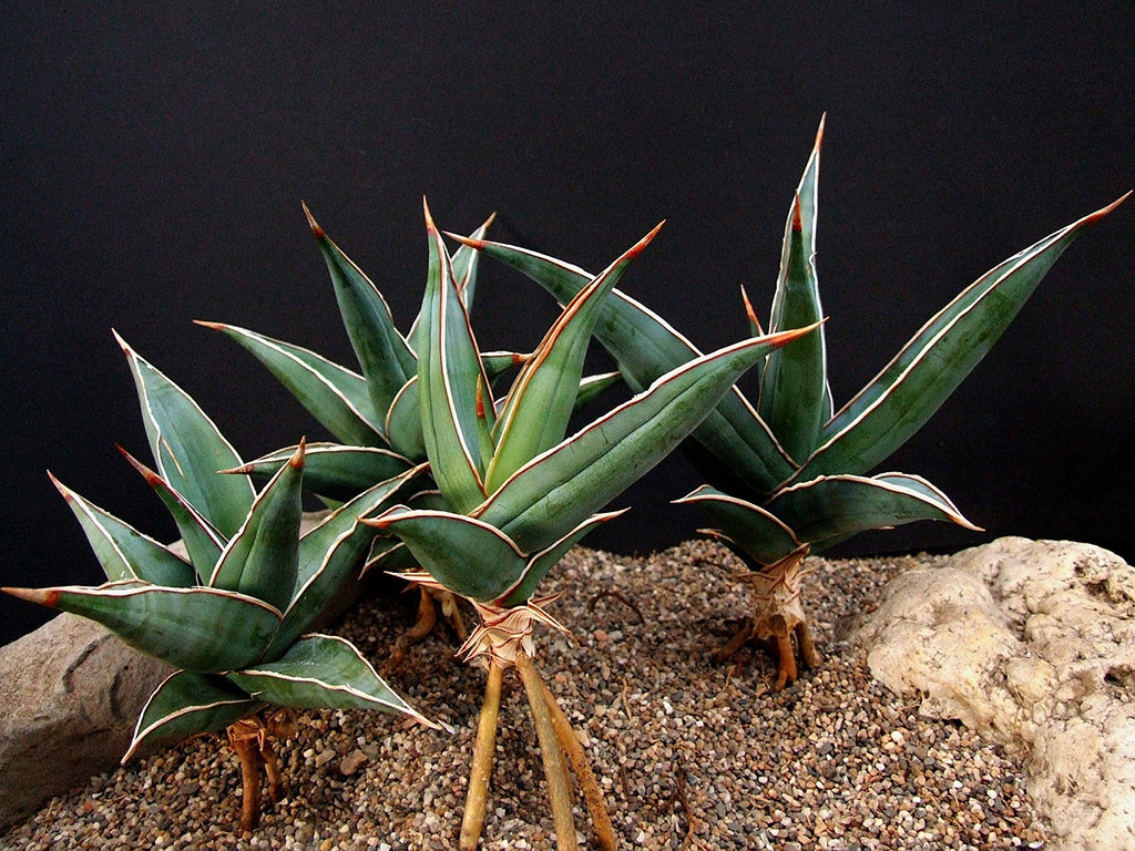 Dracaena pinguicula (Walking Sansevieria) - World of Succulents
