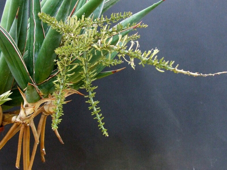 Dracaena pinguicula (Walking Sansevieria)