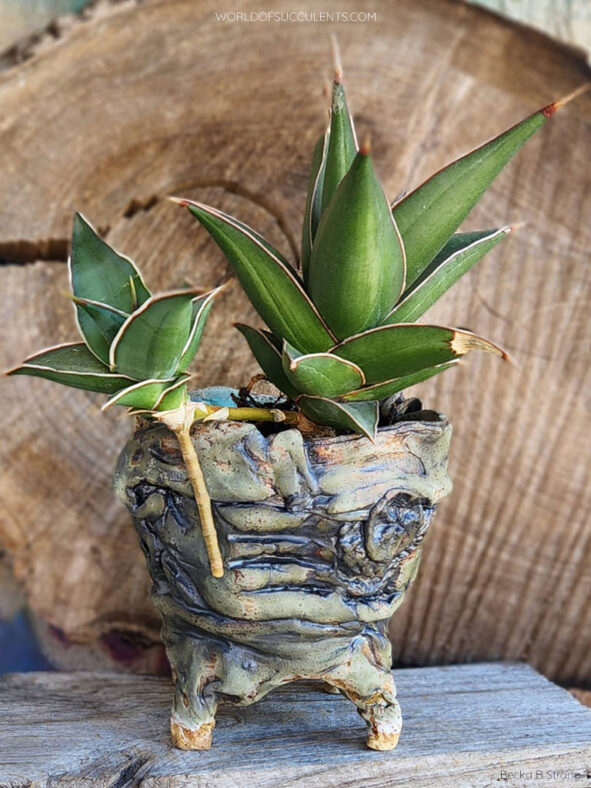 Dracaena pinguicula (Walking Sansevieria)