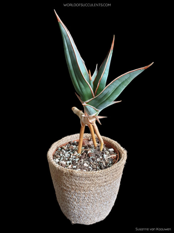 Dracaena pinguicula (Walking Sansevieria)