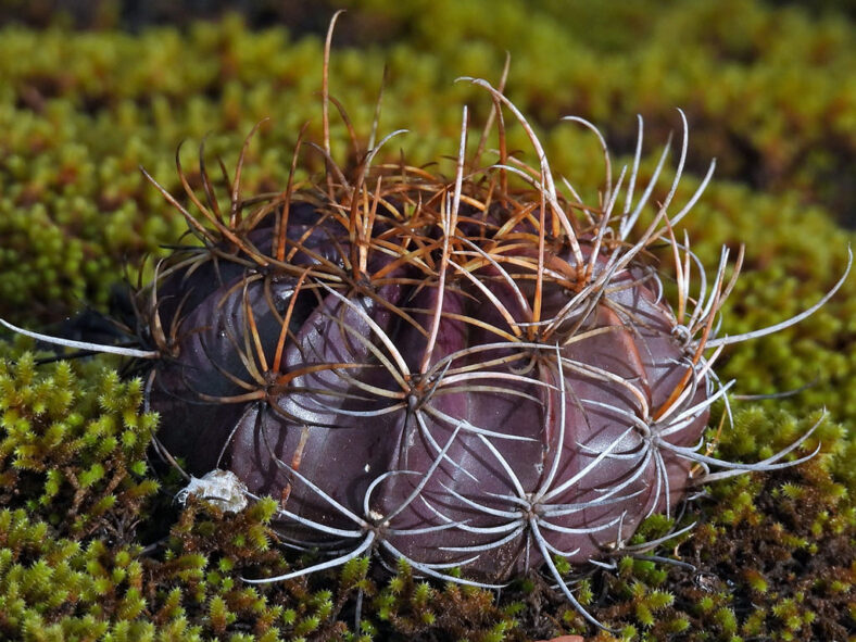 Lobivia ancistrophora aka Echinopsis ancistrophora