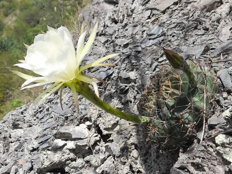 Lobivia ancistrophora aka Echinopsis ancistrophora
