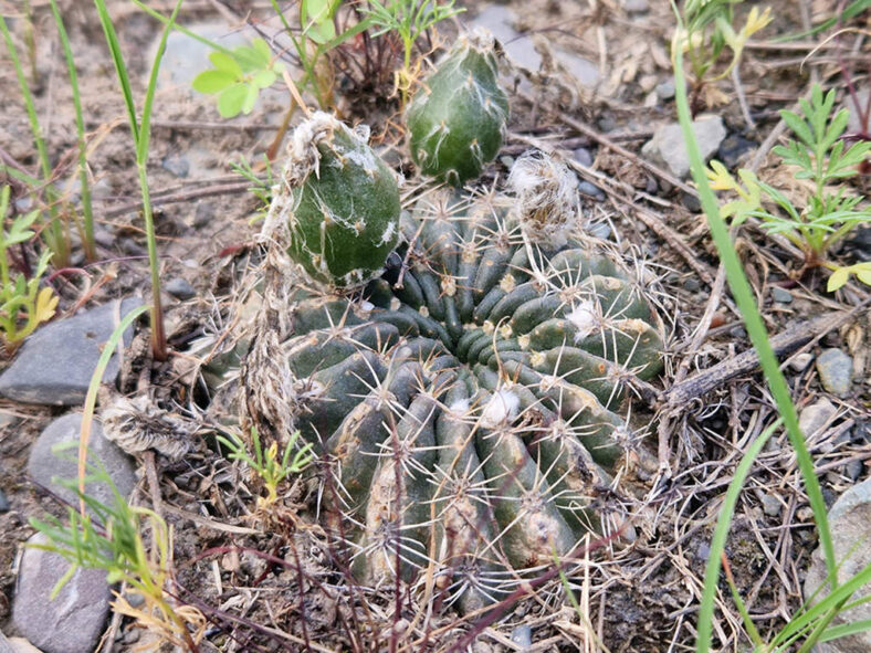 Lobivia ancistrophora aka Echinopsis ancistrophora