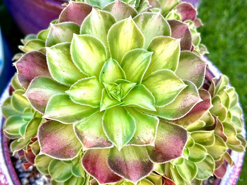 Aeonium 'Shaohua' - World of Succulents