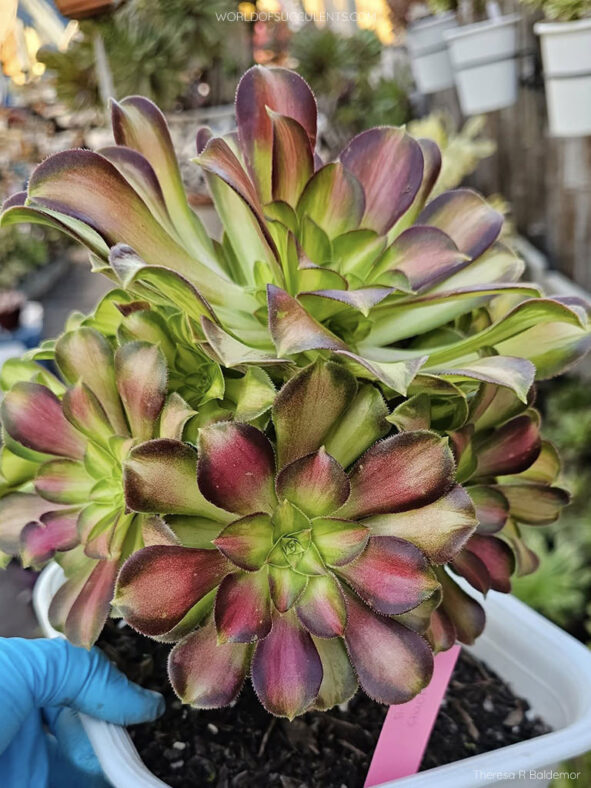Aeonium 'Shaohua'