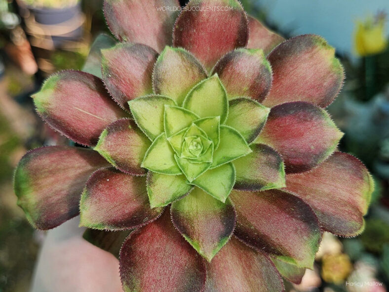 Aeonium 'Shaohua'