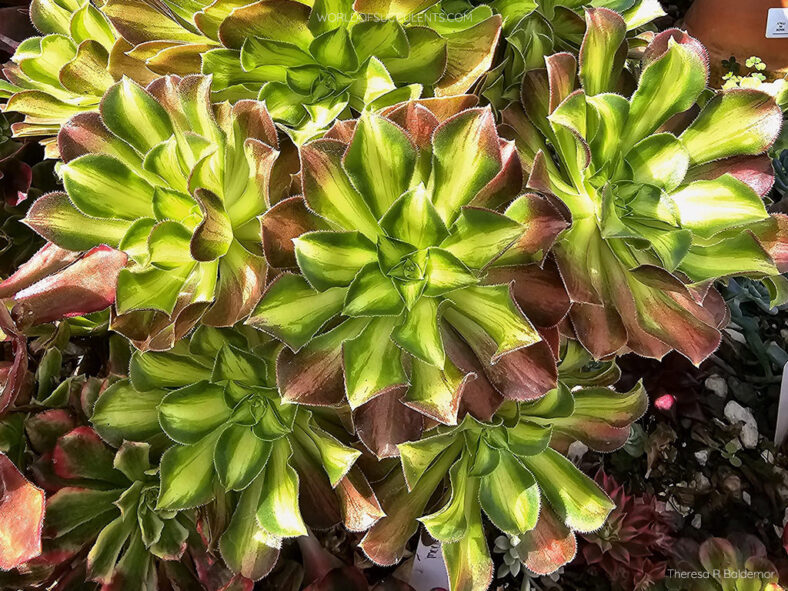Aeonium 'Shaohua'