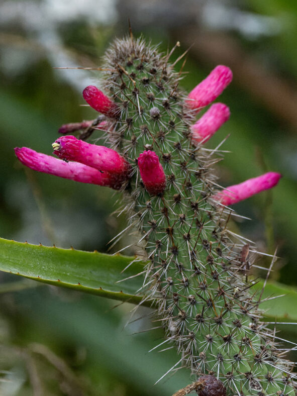 Cleistocactus candelilla