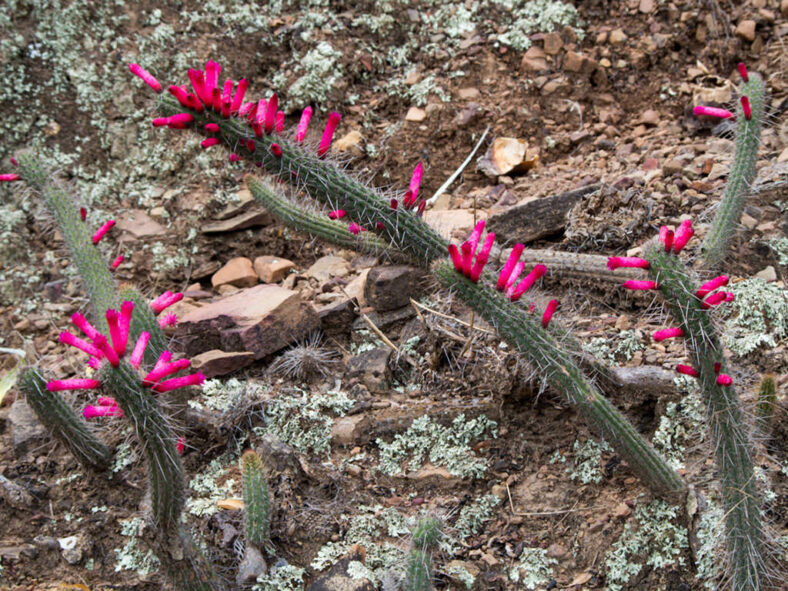 Cleistocactus candelilla