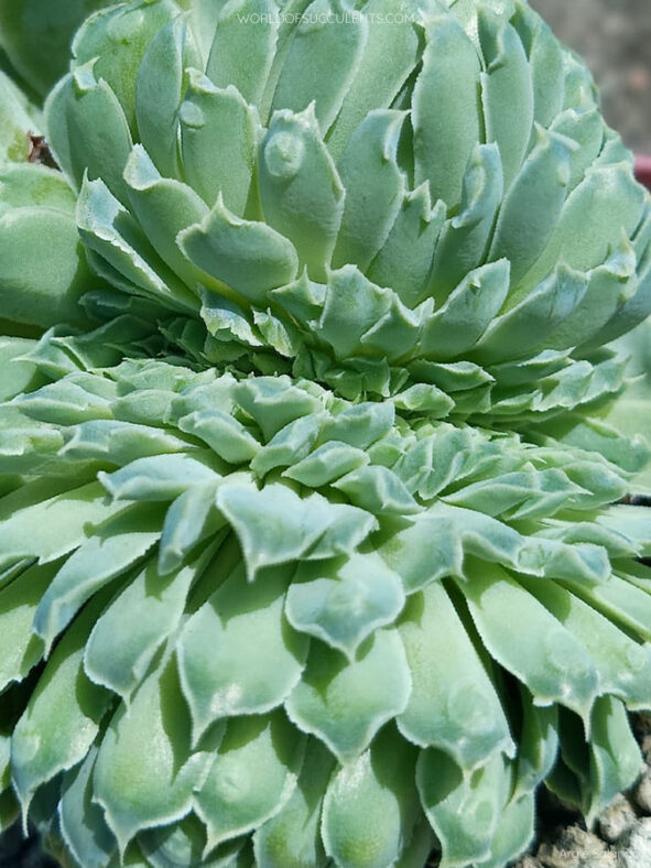Echeveria 'Heart's Choice Crested'