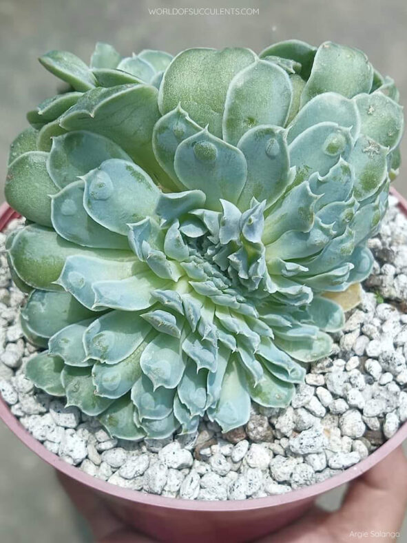 Echeveria 'Heart's Choice Crested'